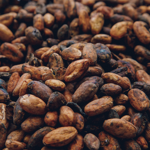 Cacao en grano
